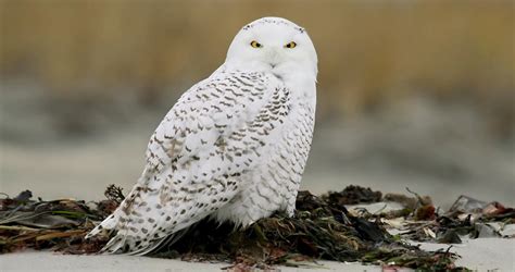 Snowy Owl Identification, All About Birds, Cornell Lab of Ornithology