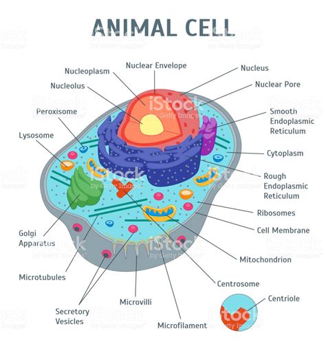 Cartoon Animal Cell Anatomy Banner Card Poster Scientific or ...