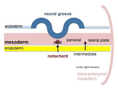 Mesoderm - Embryology