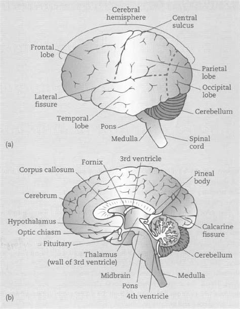 2: The human brain: (a) lateral view, (b) view of midsagittal section ...