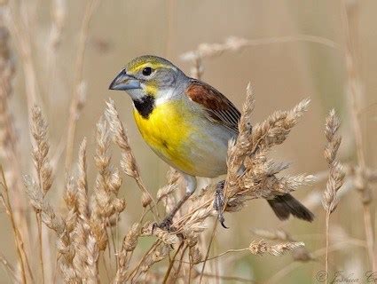 Dickcissel, Identification, All About Birds - Cornell Lab of Ornithology