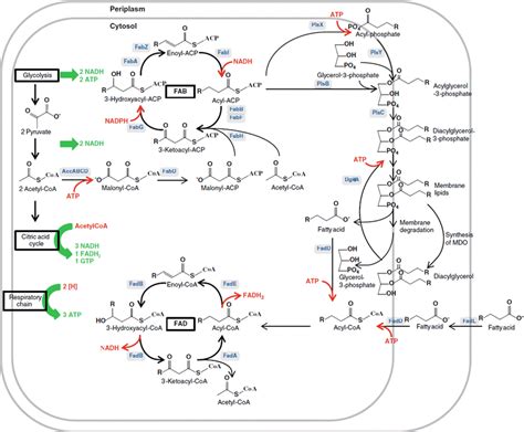 The fatty acid metabolic pathways of prokaryotes. The fatty acid ...