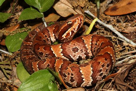 Cottonmouth Facts and Pictures | Reptile Fact