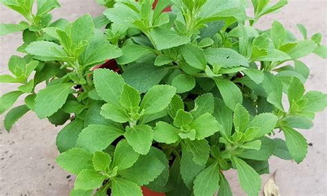 Herb Plant - Stevia🌿, Gardening on Carousell