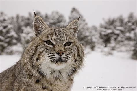 Black Bobcats the Animal | Bobcats – “The Three Stooges” | Wild cats ...