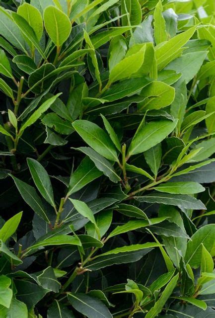 Sweet Bay Laurel Hedge Laurus nobilis | Hedging Plants Direct