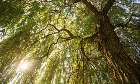 Black Willow vs Weeping Willow: What’s the Difference? - AZ Animals