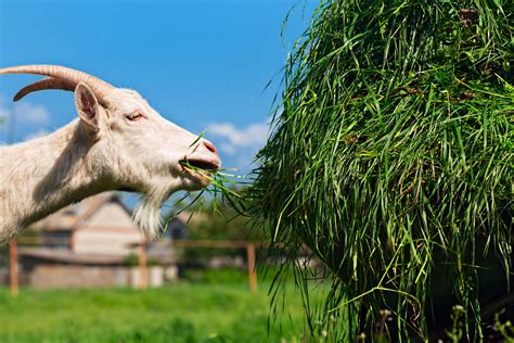 How to Feed and Tend Goats on a Small Farm