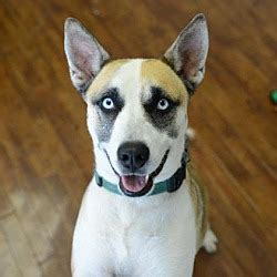 Charlotte, NC - Siberian Husky. Meet Missy a Pet for Adoption.