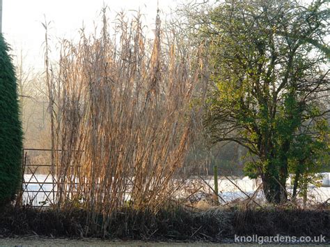 Arundo donax – Knoll Gardens – Ornamental Grasses and Flowering Perennials