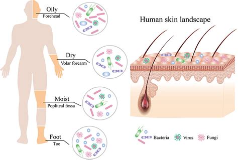 Frontiers | Applications of Human Skin Microbiota in the Cutaneous ...