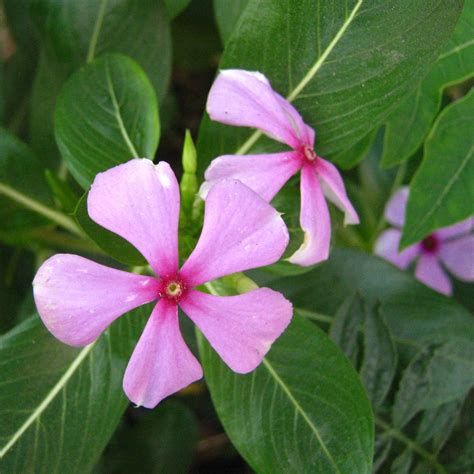 Factory Supply Catharanthus Roseus Seeds for Planting,China price ...