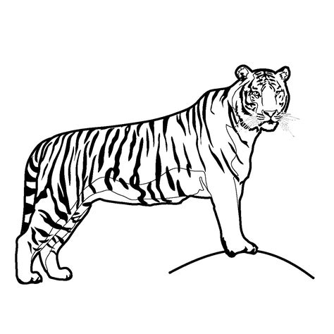 Free Printable Tiger Coloring Pages For Kids | Tiger illustration, Big ...