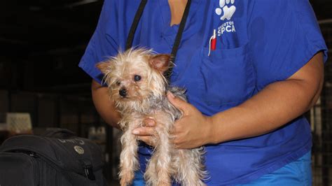 SPCA rescues dozens of dogs from 'deplorable conditions' | khou.com