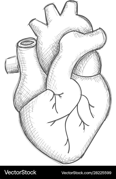 Hand draw human heart sketch Royalty Free Vector Image