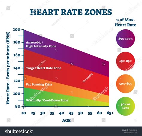 37 Heart Rate Zones Stock Vectors, Images & Vector Art | Shutterstock