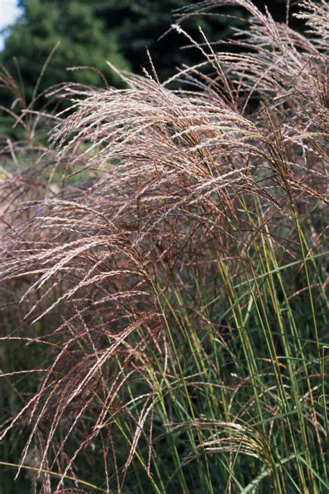 10 Best Ornamental Grasses for Winter Gardens