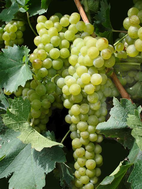 File:Green Grapes for Poster.jpg - Wikimedia Commons