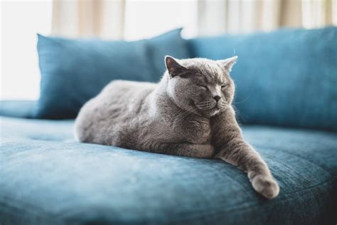 Why Do Cats Sleep So Much? And How To Monitor Their Sleep?