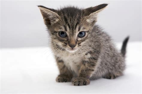 See the Cutest Cat Breeds as Kittens | Reader's Digest