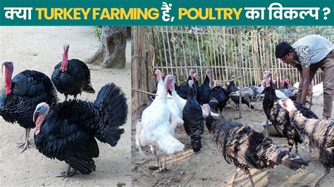 Turkey Farming कम लागत, ज्यादा मुनाफा | Turkey Farming | Turkey Farming ...