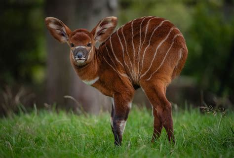 Critically endangered: Africa’s rarest large mammal born at Chester Zoo ...