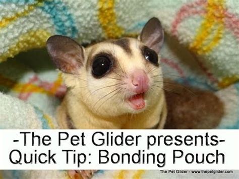 sugar glider bonding techniques - daytimeweddingoutfitguestmen