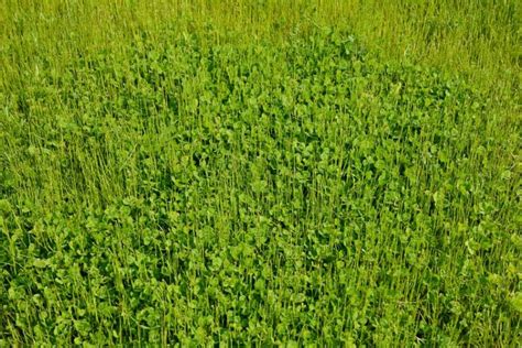 What is Microclover: Benefits, Planting Tips, and Comparisons - OPE Reviews