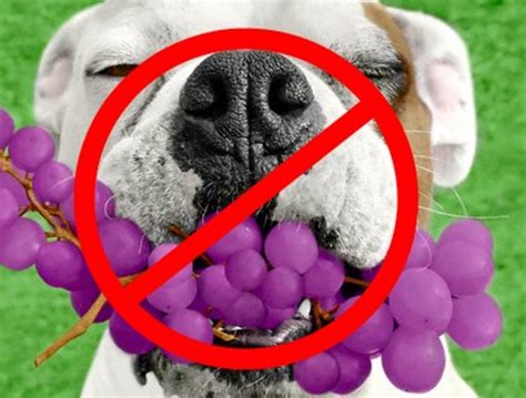 How Grapes and Raisins can kill your dog! | HubPages