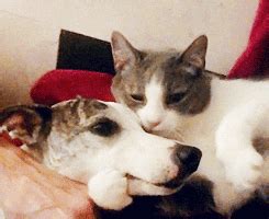 Cat Dog Love GIFs - Get the best GIF on GIPHY