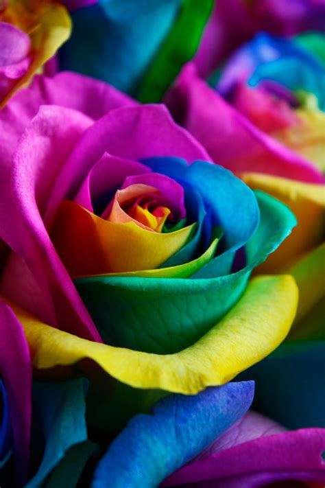 Rainbow Roses, Rainbow Roses Delivery, Tie Dye Roses