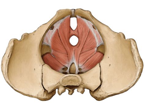 Mula Bandha Anatomically Speaking - Yoga Anatomy