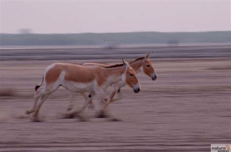 Choose Best Rann Of Kutch Wildlife Photography Tour - Wildlife Tour ...