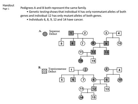 Analyzing Pedigrees Worksheet Answer Key - Style Worksheets