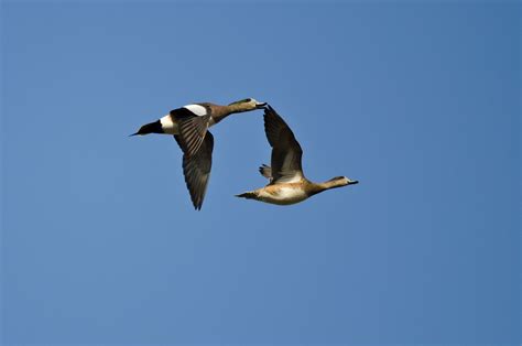 How to Identify Birds: Waterfowl Migration — Basics of Birding