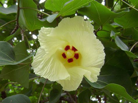 Paras Pipal | These were blooming at Kovlam beach. | Dr. Sudhindra ...