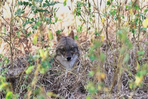 Indian Jackal | Focusing on Wildlife