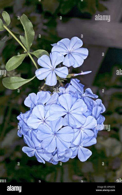 Plumbago/Leadwort- Plumbago auriculata- Family Plumbaginaceae Stock ...