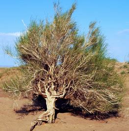 Plants - The Gobi Desert