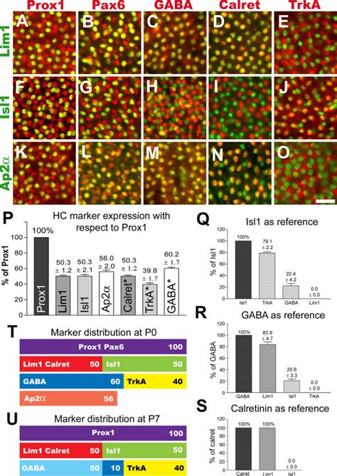 Horizontal cell subtypes express different sets of markers. (A-O): The ...