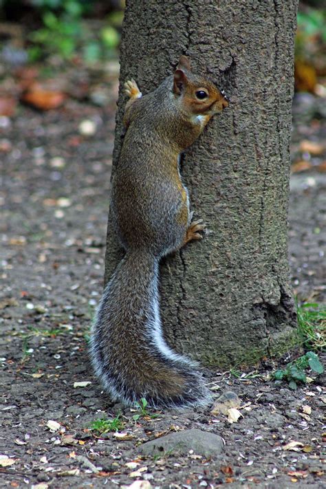 Squirrel Climbing Tree | Squirrel, Animals, My images