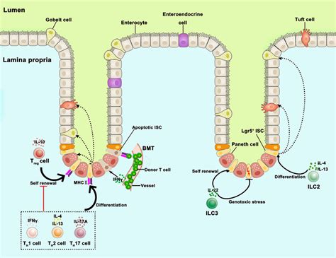 | Intestinal organoid-immune cell co-culture models. (A) Crypts are ...