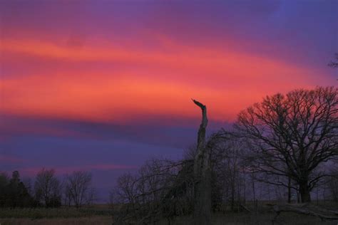 Purple and Pink Sunrise - Tree Silhouette | Ann | Flickr