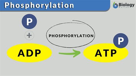 Phosphorylation Definition and Examples - Biology Online Dictionary