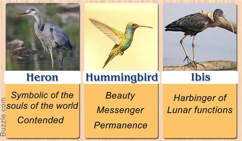 Pretty Enthralling: Bird Symbolism and Their Meanings | Animal spirit ...