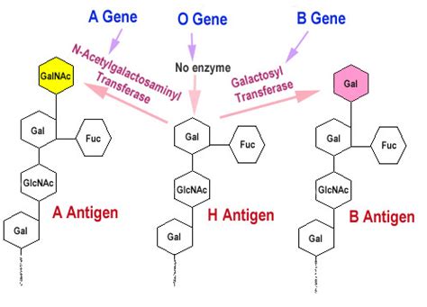 The structure of terminal sugars in the A, B, and O blood antigens ...