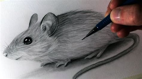 How to Draw a Mouse - YouTube