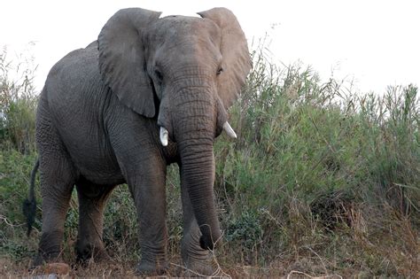 File:African bull elephant.jpg - Wikimedia Commons