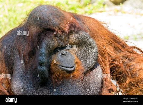 Male sumatran orangutan hi-res stock photography and images - Alamy