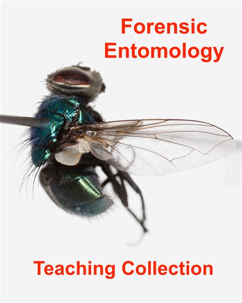 Forensic Entomology Teaching Collection - BioQuipBugs